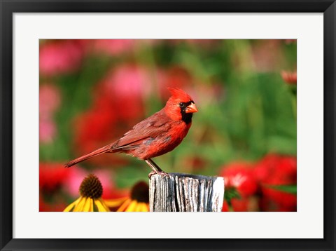 Framed Northern Cardinal On A Fence Post, Marion, IL Print