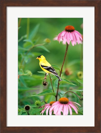 Framed American Goldfinch On Purple Coneflower, Illinois Print