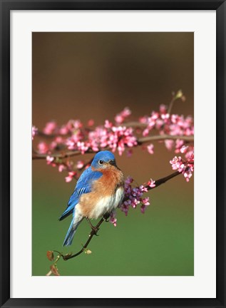 Framed Eastern Bluebird N Redbud Tree In Spring, Illinois Print