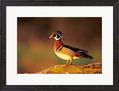 Framed Wood Duck  On A Log, Illinois Print