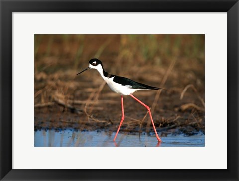 Framed Black-Necked Stilt, Illinois Print