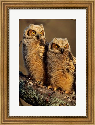 Framed Great Horned Owls, Illinois Print