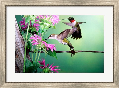 Framed Ruby-Throated Hummingbirds At Bee Balm Print