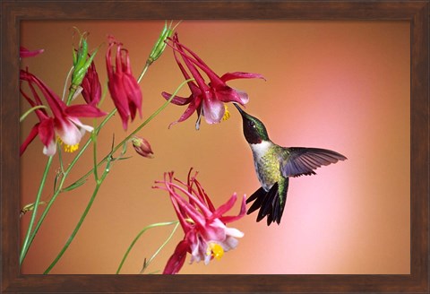Framed Ruby-Throated Hummingbird On Crimson Star Columbine Print