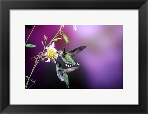 Framed Ruby-Throated Hummingbird Females At Mckana Hybrid Columbine, Shelby County, Illinois Print