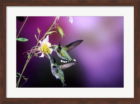 Framed Ruby-Throated Hummingbird Females At Mckana Hybrid Columbine, Shelby County, Illinois Print