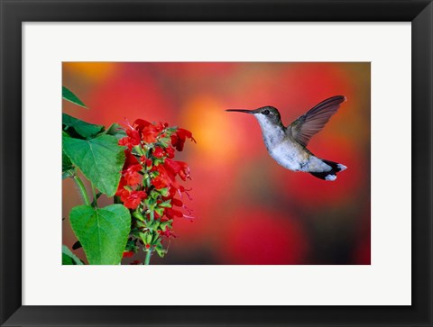 Framed Ruby-Throated Hummingbird On Scarlet Sage Print