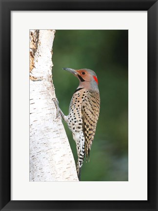 Framed Northern Flicker On A Birch Tree Print