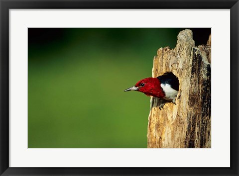 Framed Red-Headed Woodpecker In Nest Cavity, Illinois Print