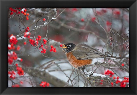 Framed American Robin Eating Berry In Common Winterberry Bush Print