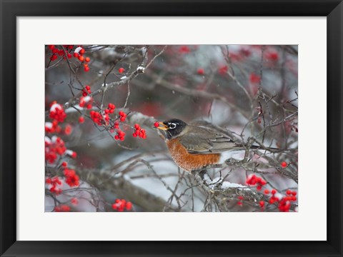 Framed American Robin Eating Berry In Common Winterberry Bush Print