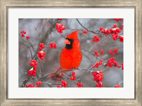 Framed Northern Cardinal In Common Winterberry Bush Print