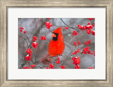 Framed Northern Cardinal In Common Winterberry Bush Print