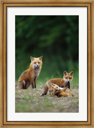 Framed Red Fox Adults With Kit Print