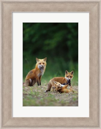 Framed Red Fox Adults With Kit Print