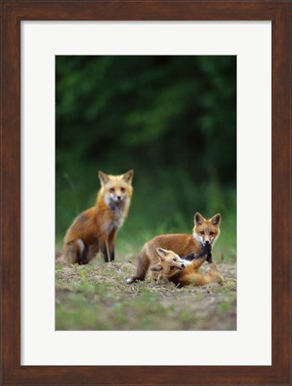 Framed Red Fox Adults With Kit Print