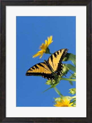 Framed Eastern Tiger Swallowtails On A Cup Plant Print