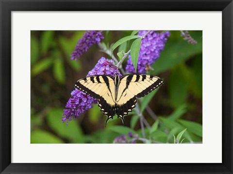 Framed Eastern Tiger Swallowtail On Butterfly Bush Print