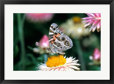 Framed American Lady Butterfly On An Outback Paper Daisy Print