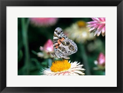 Framed American Lady Butterfly On An Outback Paper Daisy Print