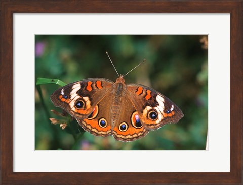 Framed Common Buckeye Print