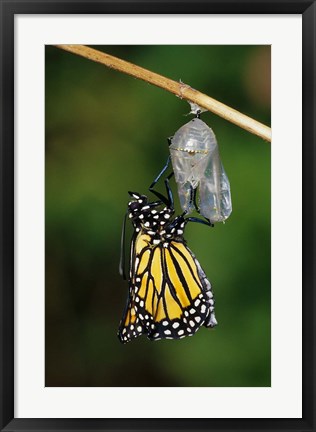 Framed Monarch During Emergence Print