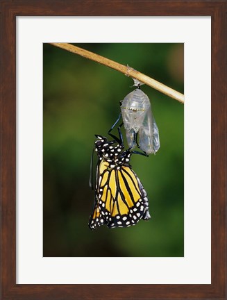 Framed Monarch During Emergence Print