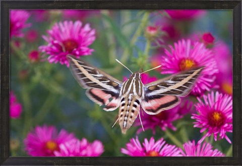 Framed White-Lined Sphinx Moth On An Alma Potschke Aster Print