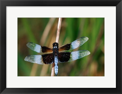 Framed Widow Skimmer Print