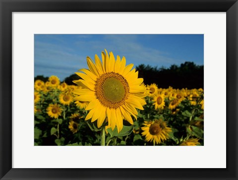 Framed Common Sunflower Field, Illinois Print