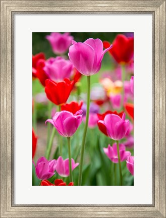 Framed Pink And Red Tulips, Cantigny Park, Wheaton, Illinois Print