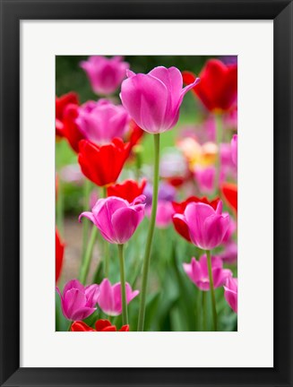 Framed Pink And Red Tulips, Cantigny Park, Wheaton, Illinois Print