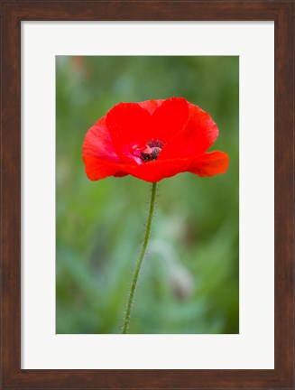 Framed Red Poppy, Cantigny Park, Wheaton, Illinois Print