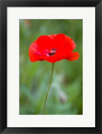 Framed Red Poppy, Cantigny Park, Wheaton, Illinois Print