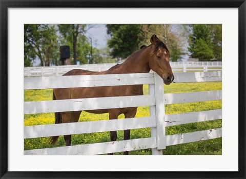 Framed Horse At Fence, Kentucky Print