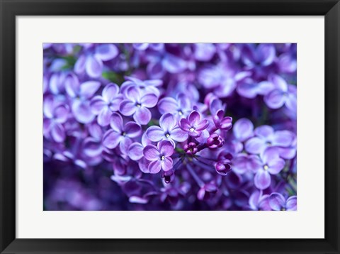 Framed Close-Up Of A Purple Lilac Tree, Arnold Arboretum, Boston Print