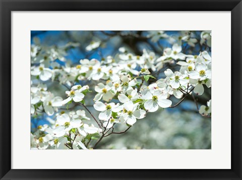 Framed Dogwood Tree, Arnold Arboretum, Boston Print