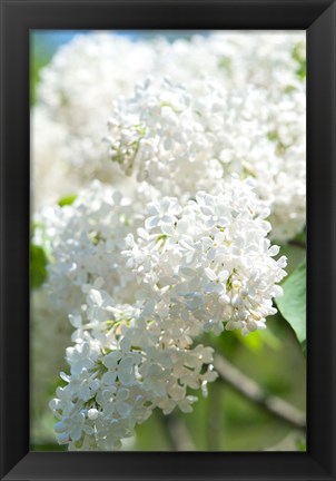 Framed White Lilac Tree, Arnold Arboretum Print