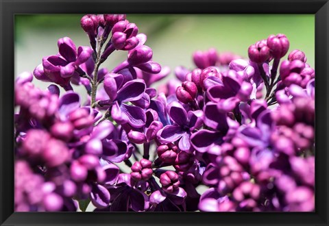 Framed Fuschia Lilac Tree, Arnold Arboretum, Boston Print