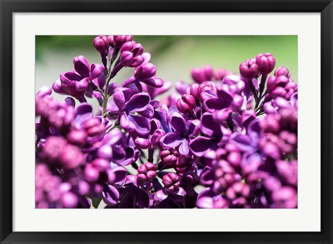 Framed Fuschia Lilac Tree, Arnold Arboretum, Boston Print