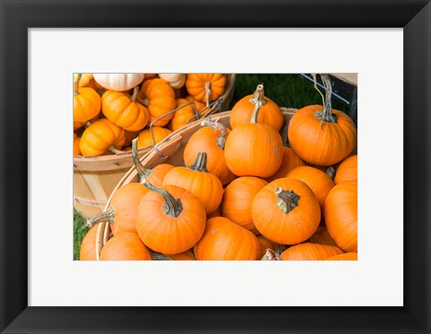 Framed Pumpkin Harvet, Massachusetts Print