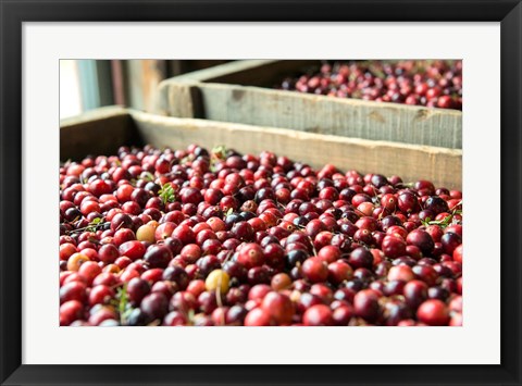 Framed Cranberry Harvest, Massachusetts Print