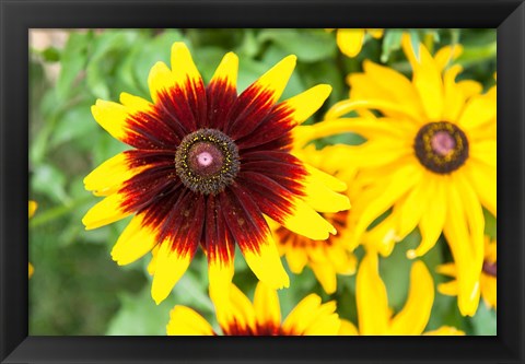 Framed Black-Eyed Susans, Massachusetts Print