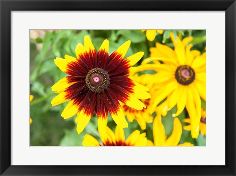 Framed Black-Eyed Susans, Massachusetts Print