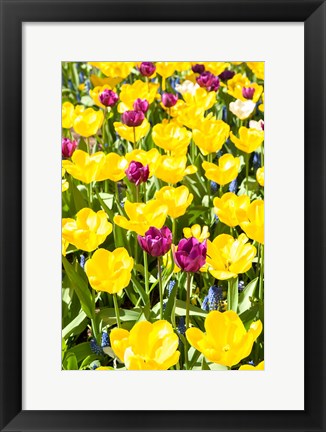 Framed Vibrant Tulip Garden, Massachusetts Print