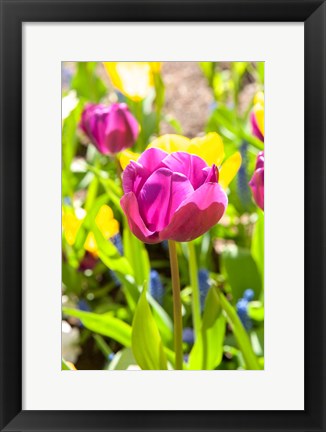 Framed Purple Tulip, Massachusetts Print