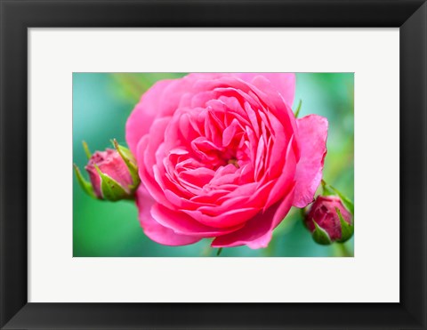 Framed Hot Pink Knock Out Rose, Massachusetts Print