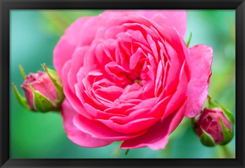 Framed Hot Pink Knock Out Rose, Massachusetts Print