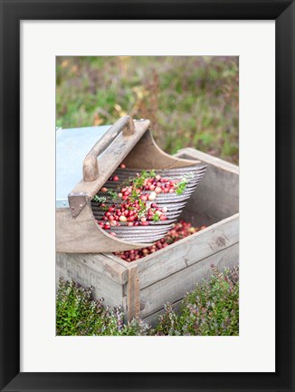 Framed Cranberries And Scoop, Massachusetts Print