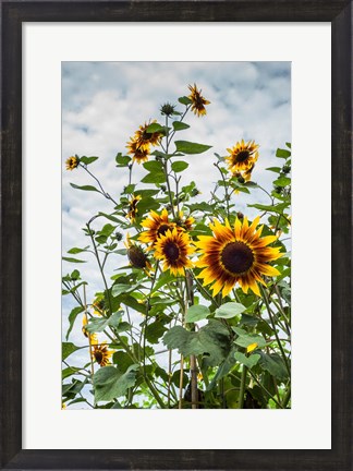 Framed Tall Sunflowers In Cape Ann, Massachusetts Print